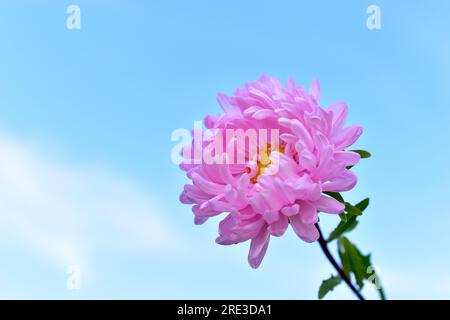 Yellow and white Aster flowers against a blue sky Stock Photo