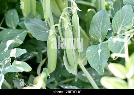 Large pods of fruit peas in the garden. Delicious peas in the garden. Green natural background. Stock Photo