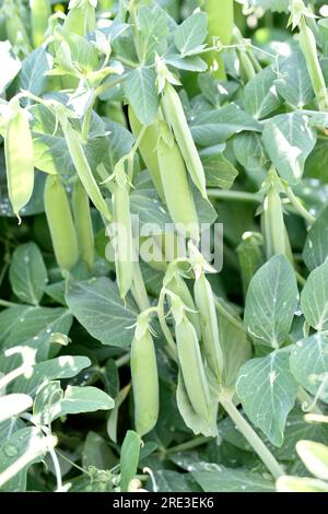 Large pods of fruit peas in the garden. Delicious peas in the garden. Green natural background. Stock Photo