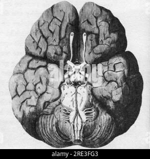 medicine, anatomy, brain (encephalon), drawing, 'Cerebri anatome' of Thomas Wills, 1664, ADDITIONAL-RIGHTS-CLEARANCE-INFO-NOT-AVAILABLE Stock Photo