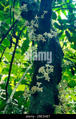 Phaleria clerodendron,  scented daphne, scented phaleria, rosy apple, flowering cauliflory, Malanda, Australia. Stock Photo