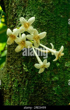 Phaleria clerodendron,  scented daphne, scented phaleria, rosy apple, flowering cauliflory, Malanda, Australia. Stock Photo