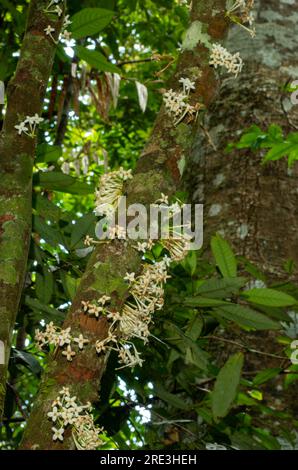 Phaleria clerodendron,  scented daphne, scented phaleria, rosy apple, flowering cauliflory, Malanda, Australia. Stock Photo