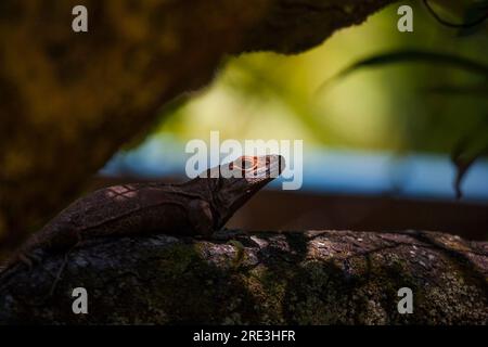 Black Iguana, Ctenosaura similis, near the ANAM ranger station at Coiba island national park, Veraguas province, Pacific coast, Republic of Panama Stock Photo