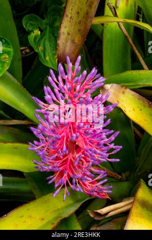 Bromeliad, Portea Alatisepala,, flower spray, cultivated, Malanda, Australia. Stock Photo
