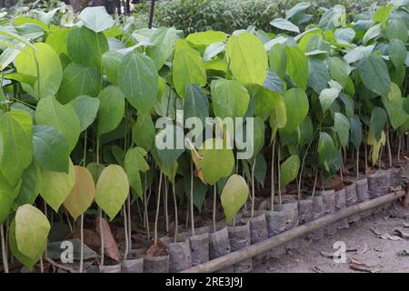 Pterygota alata tree plantation on farm for harvest are cash crops Stock Photo