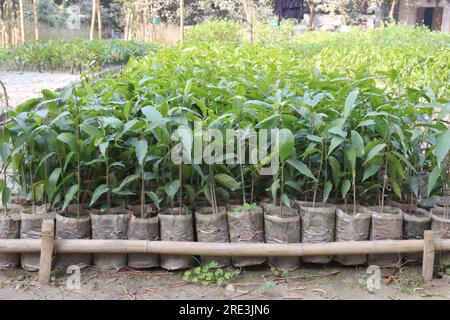 debdaru tree also commonly known by its Monoon longifolium on farm for harvest Stock Photo