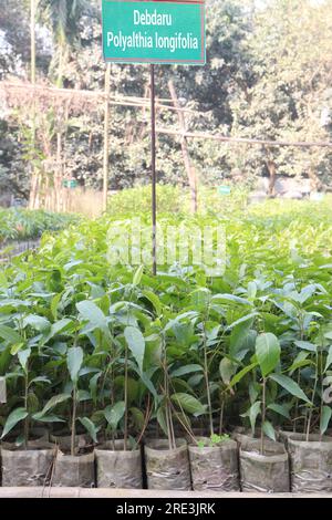 debdaru tree also commonly known by its Monoon longifolium on farm for harvest Stock Photo