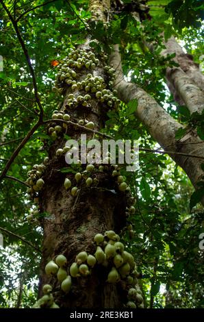 Phaleria clerodendron,  scented daphne, scented phaleria, rosy apple, with fruit on trunk, cauliflory, Malanda, Australia. Stock Photo