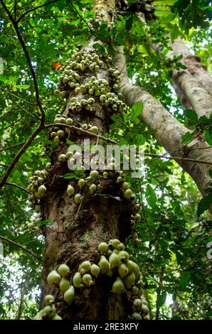 Phaleria clerodendron,  scented daphne, scented phaleria, rosy apple, with fruit on trunk, cauliflory, Malanda, Australia. Stock Photo