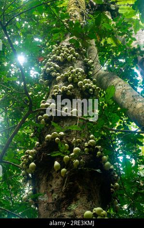 Phaleria clerodendron,  scented daphne, scented phaleria, rosy apple, with fruit on trunk, cauliflory, Malanda, Australia. Stock Photo