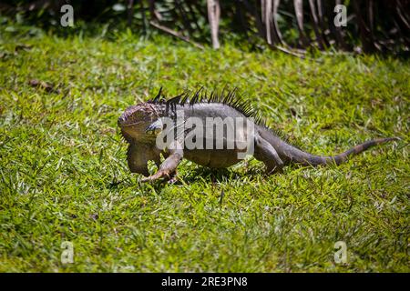 Black Iguana, Ctenosaura similis, near the ANAM ranger station at Coiba island national park, Veraguas province, Pacific coast, Republic of Panama. Stock Photo