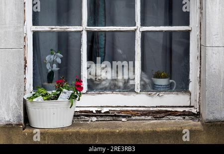 An annoyed looking cat sitting in a house window. Stock Photo