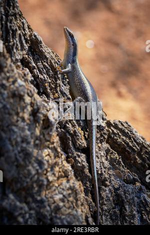 African striped skink (Trachylepis striata) sitting on a tree bark, Kruger national park, Mpumalanga, South Africa. Stock Photo