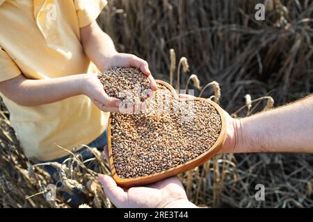 ripe wheat seeds in children's hands and wooden heart full of grains on a wheat field in golden sunlight Stock Photo