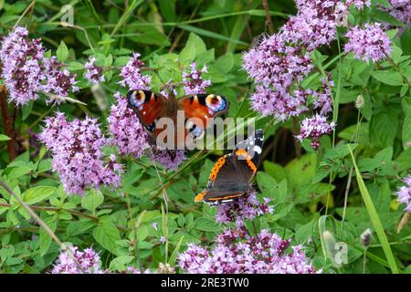 Colourful butterflies (peacock and red admiral) nectaring on marjoram wildflowers on chalk downland habitat during summer, Hampshire, England, UK Stock Photo