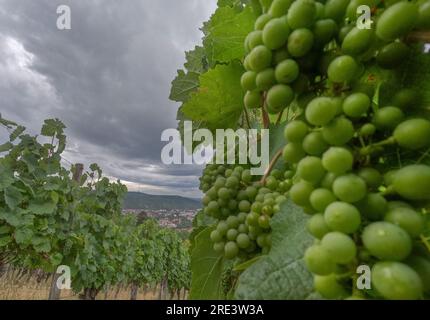 Stuttgart, Germany. 25th July, 2023. Dark rain clouds move over a vineyard at the Württemberg. According to the forecast, the weather will remain rainy and stormy in the coming days. Credit: Bernd Weißbrod/dpa/Alamy Live News Stock Photo