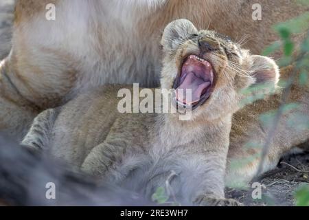Barely four weeks old, this lion cub has no teeth to talk of yet but that doesn't prevent it from taking a big yawn as it enjoys the comfort provided Stock Photo