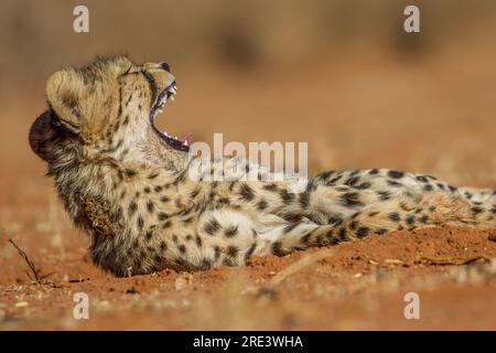 'Just a few more minutes...' is what this cheetah cub might have thought as it soaked up the sun in the Kalahari's Tswalu Game Reserve, in South Afric Stock Photo