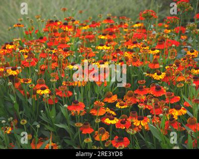 Closeup of the multicoloured flowering herbaceous garden plant  helenium sahin's early flowerer or Sneezeweed. Stock Photo