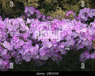Closeup of the violet flowering herbaceous garden plant phlox paniculata violetta gloriosa. Stock Photo
