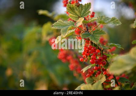 Red currant berries on a bush in the evening in the garden. Growing food. Healthy eating. Stock Photo