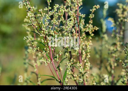 Artemisia campestris, field wormwood summer  flowers closeup selective focus Stock Photo