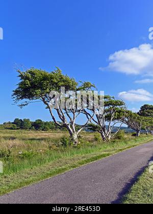 Wind distorted trees.Argyll and Bute, Western Scotland, United Kingdom, Europe. Stock Photo