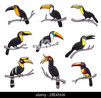 Toucan exotic bird isolated icons of tropical jungle animals vector design. Toucanet, aracari, toco and choco toucan sitting on branches, birds with yellow beaks, black feathers on wings and tails Stock Vector