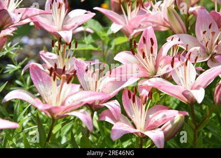 Pink daylily flowers in the summer garden. Outdoor landscape. Natural pattern. Stock Photo
