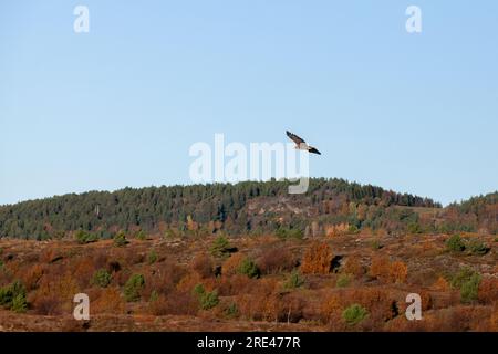 White-tailed eagle flies under blue sky on a sunny day. Norwegian landscape Stock Photo