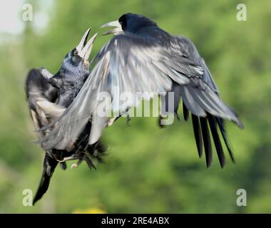 Rooks Rooks Fighting in flight over the Countryside in Essex Stock Photo - Alamy