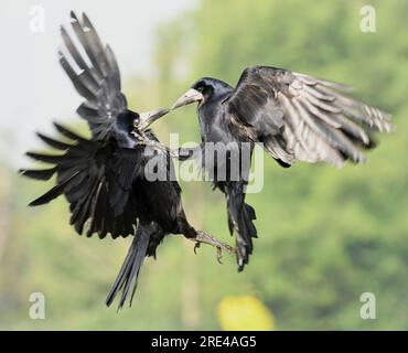 Rooks Rooks Fighting in flight over the Countryside in Essex Stock Photo - Alamy