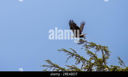 Bald eagle fly over the top of a tree,  Flying wings spready near the port  Icy Straight Point Alaska USA Stock Photo