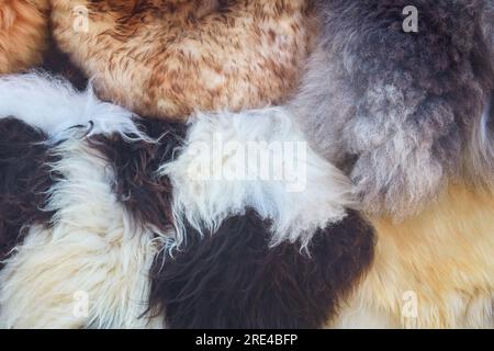 Pattern of different colorful sheep wool rugs Stock Photo