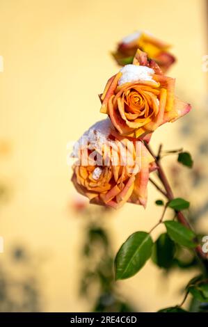 close-up of a yellow snowy rose on a defocused background, winter attack in autumn Stock Photo