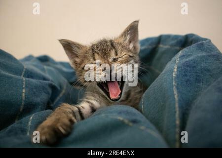 a yawning sweet kitten on a blue cover Stock Photo