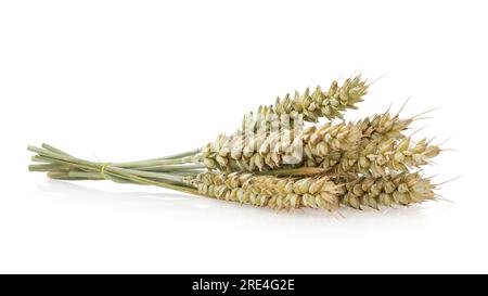 Several ears of wheat isolated on white background Stock Photo