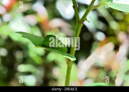 A Tailed Green Jay caterpillar sitting on top of a half eaten leaf. The caterpillar is sitting in bright background under the direct sunlight Stock Photo