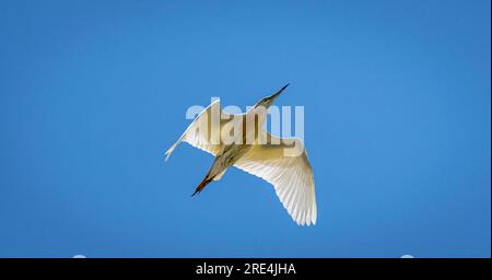 Isolated close up portrait of a single mature great egret bird flying in the wild- Armenia Stock Photo