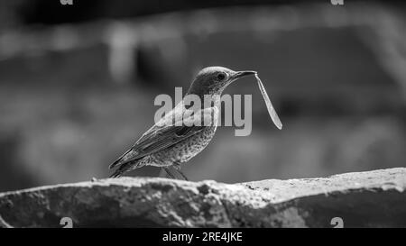 Isolated portrait of a single female Blue rock thrush bird eating an insect in the wild- Armennia Stock Photo