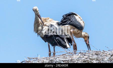 Isolated close up of nesting stork birds in the stork village- Armenia Stock Photo