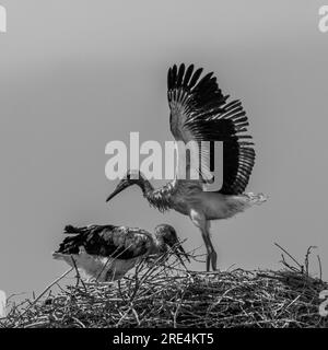 Isolated close up of nesting stork birds in the stork village- Armenia Stock Photo