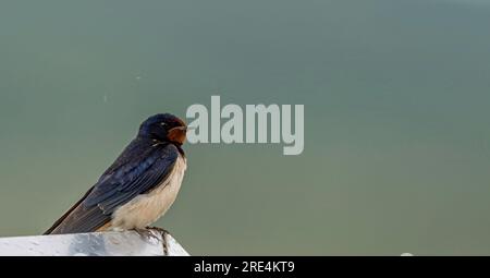 Isolated close up of a beautiful mature single barn swallow bird sitting in the rain- Armenia Stock Photo