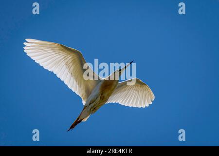 Isolated close up portrait of a single mature great egret bird flying in the wild- Armenia Stock Photo