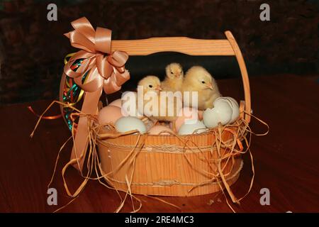 "Whose shell was this?" Three chicks wondering who left a mess after they hatched. Humorous Easter egg basket. Stock Photo