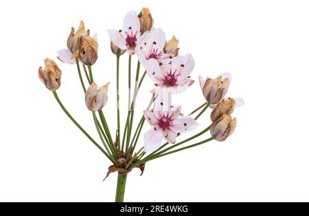 Susak flower isolated on white background Stock Photo