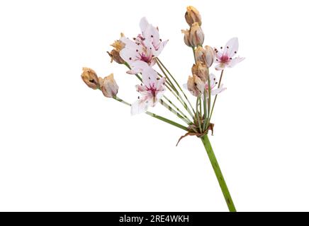 Susak flower isolated on white background Stock Photo