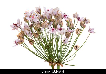 Susak flower isolated on white background Stock Photo