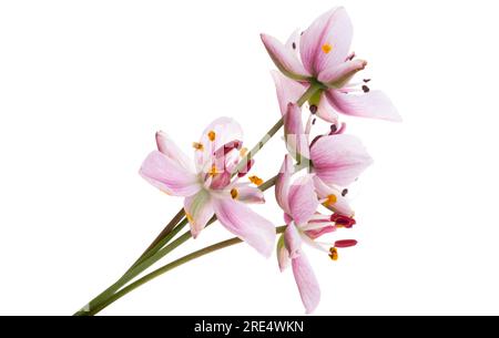 Susak flower isolated on white background Stock Photo